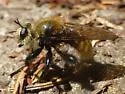 Remarkable Laphria - photo 2