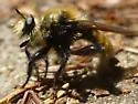 Remarkable Laphria - photo 3