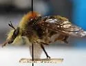 Remarkable Laphria - photo 4