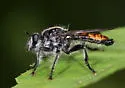 Southern Arrowhead Laphria