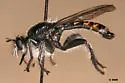 Southern Arrowhead Laphria - photo 2