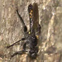 Southern Arrowhead Laphria - photo 4