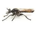 Southern Arrowhead Laphria - photo 5