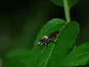 Orange-tailed Laphria - photo 2