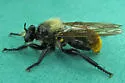 Orange-tailed Laphria - photo 3