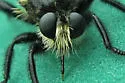 Orange-tailed Laphria - photo 4