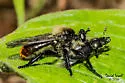 Orange-tailed Laphria - photo 5