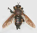 Goliath Laphria - photo 2