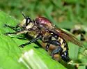 Goliath Laphria - photo 4