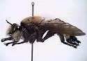 Goliath Laphria - photo 5