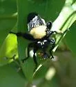 Cowboy Laphria