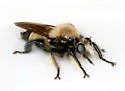 Cowboy Laphria - photo 2
