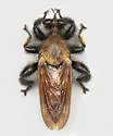 Cowboy Laphria - photo 3