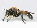 Cowboy Laphria - photo 4