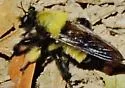 Cowboy Laphria - photo 5