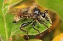 Two-toned Laphria - photo 2