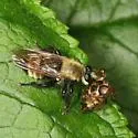 Boreal Laphria