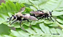 Boreal Laphria - photo 2