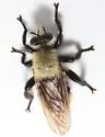 Boreal Laphria - photo 3