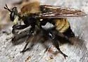Boreal Laphria - photo 4