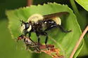 Boreal Laphria - photo 5