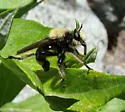 Pacific Laphria - Laphria sackeni