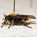 Pacific Laphria - photo 2