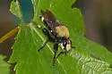 Pacific Laphria - photo 3