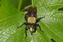 Pacific Laphria - photo 4