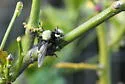 Pacific Laphria - photo 5