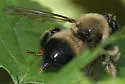 Yellow-waisted Laphria