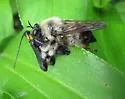Yellow-waisted Laphria - photo 2