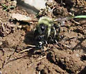 Yellow-waisted Laphria - photo 3