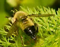 Yellow-waisted Laphria - photo 4