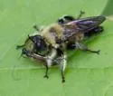 Yellow-waisted Laphria - photo 5