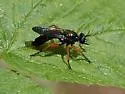 Red-legged Laphria - photo 2