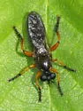 Red-legged Laphria - photo 3