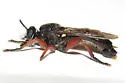 Red-legged Laphria - photo 4