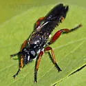 Red-legged Laphria - photo 5