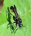 Scorpion Laphria