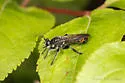 Scorpion Laphria - photo 2