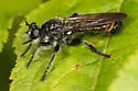Scorpion Laphria - photo 3