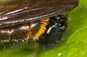 Scorpion Laphria - photo 4