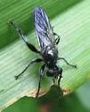Dagger Laphria - photo 2