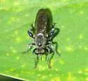 Dagger Laphria - photo 3