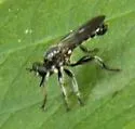 Dagger Laphria - photo 4