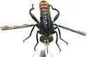 Silver-backed Laphria - photo 2