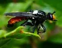 Silver-backed Laphria - photo 5
