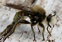 Yellow Laphria