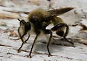 Yellow Laphria - photo 2